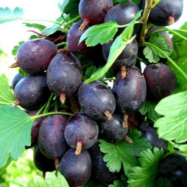 Крыжовник "Грушенька"