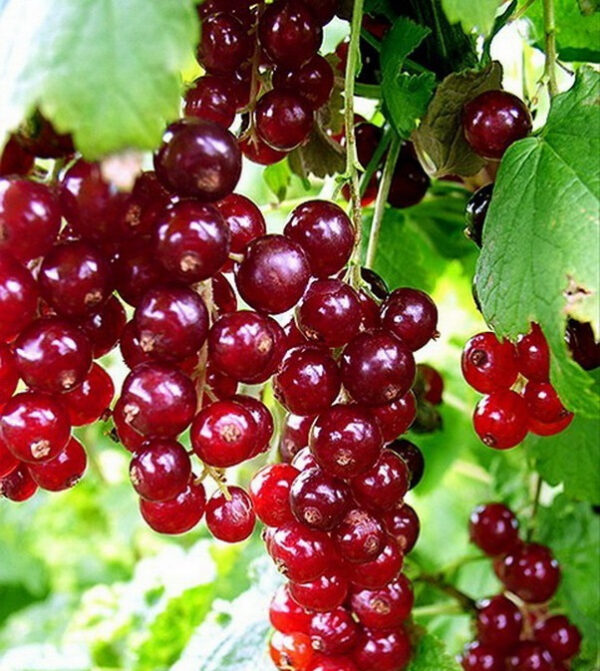 Смородина красная "Рондом" — изображение 4