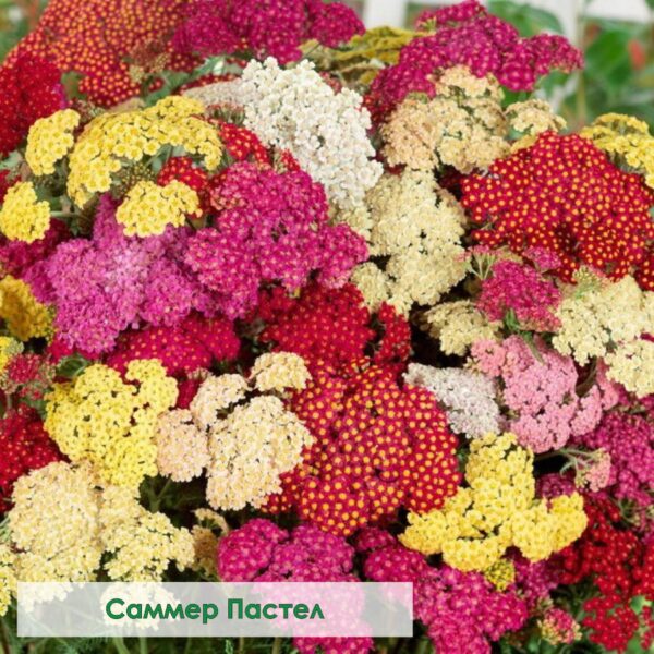 Тысячелистник
