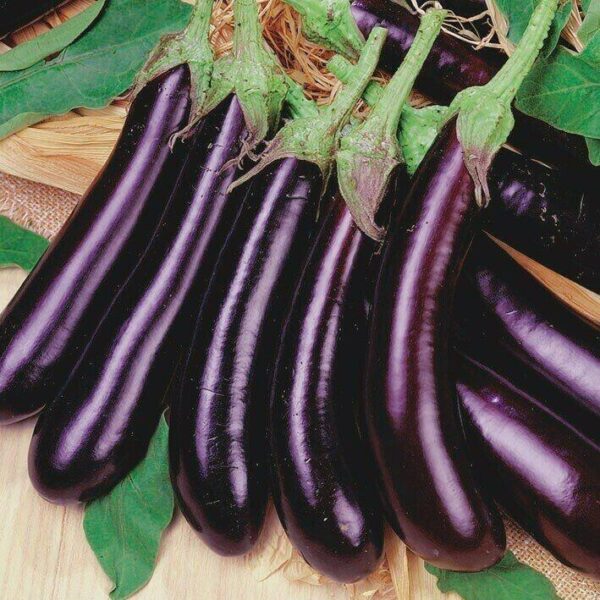 Баклажан Длинный фиолетовый