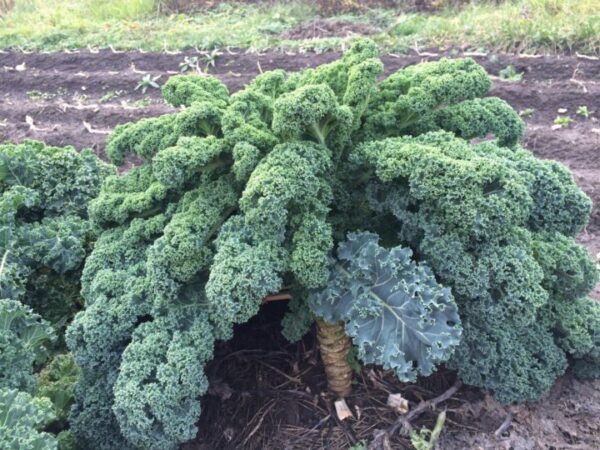 Капуста Курчаволистная зеленая
