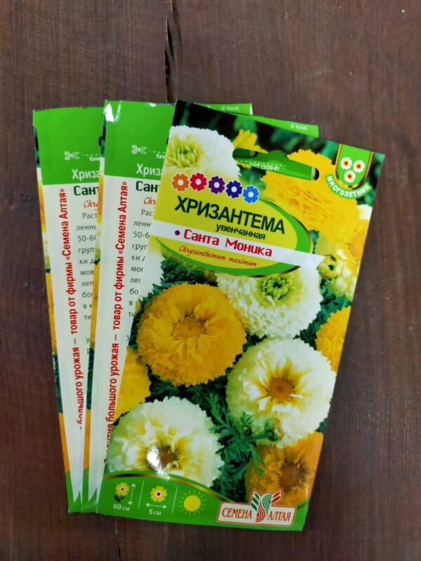 Хризантема Санта Моника