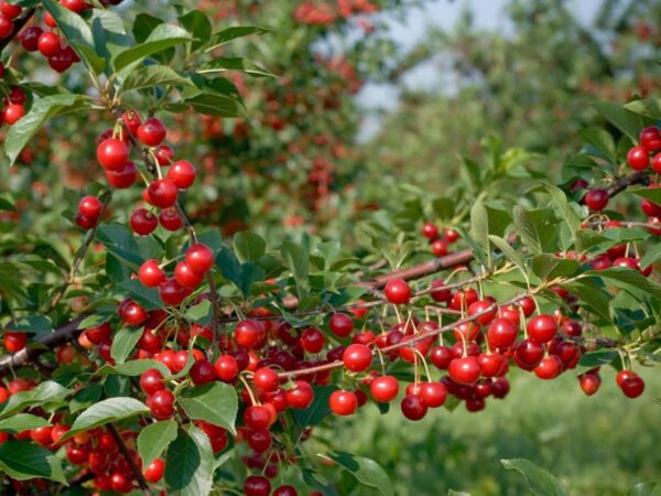 Вишня "Максимовская" — изображение 2