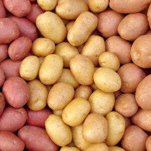 Семенной картофель 2024