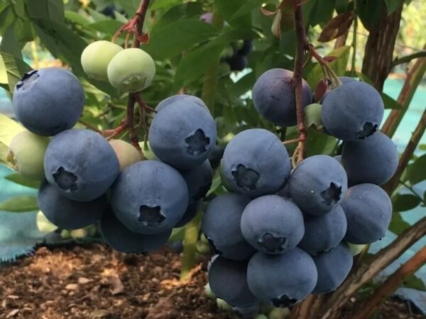 Голубика Денис Блю — изображение 4
