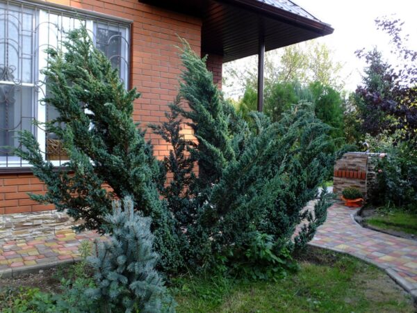 Можжевельник чешуйчатый "Мейери" — изображение 3