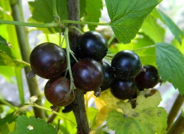 Смородина чёрная "Ядреная" — изображение 3