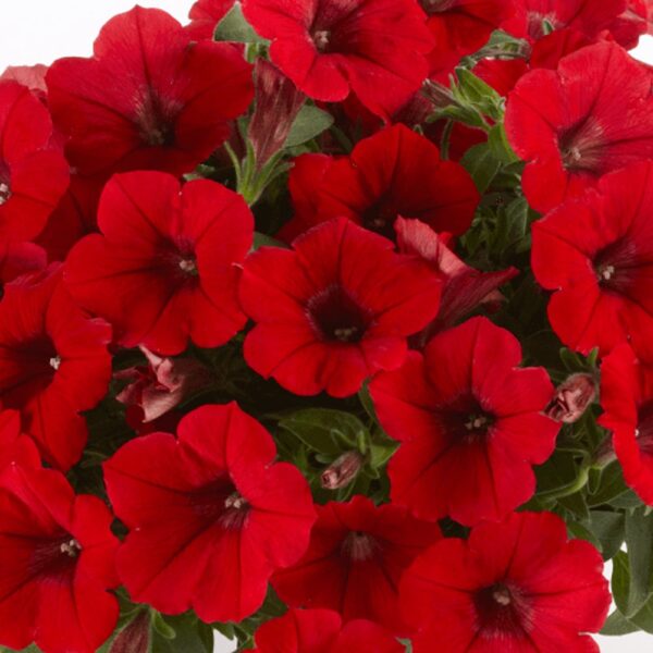 Петуния Cascadias Chili Red