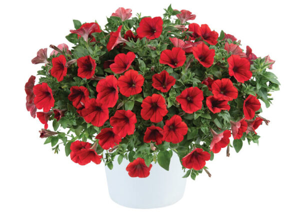 Петуния Cascadias Chili Red — изображение 2