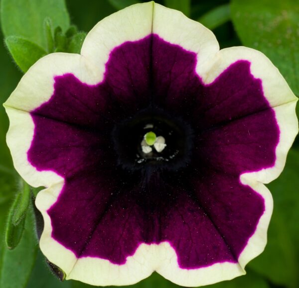 Петуния Cascadias Rim Magenta — изображение 2