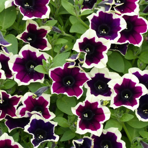 Петуния Cascadias Rim Magenta