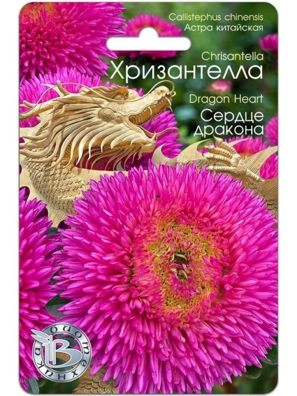 Астра китайская Хризантелла Сердце Дракона