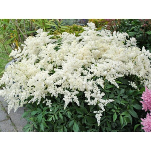 Астильба гибридная Fireworks White