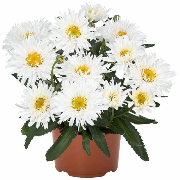 Нивяник Sweet Daisy Rebecca