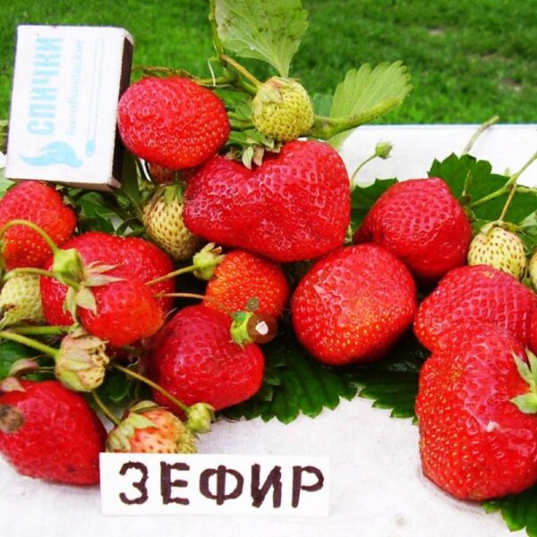 Клубника Зефир