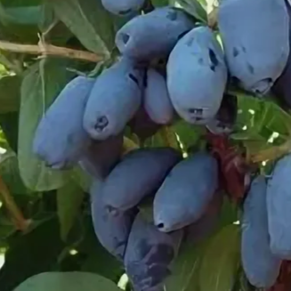 Жимолость Юмис