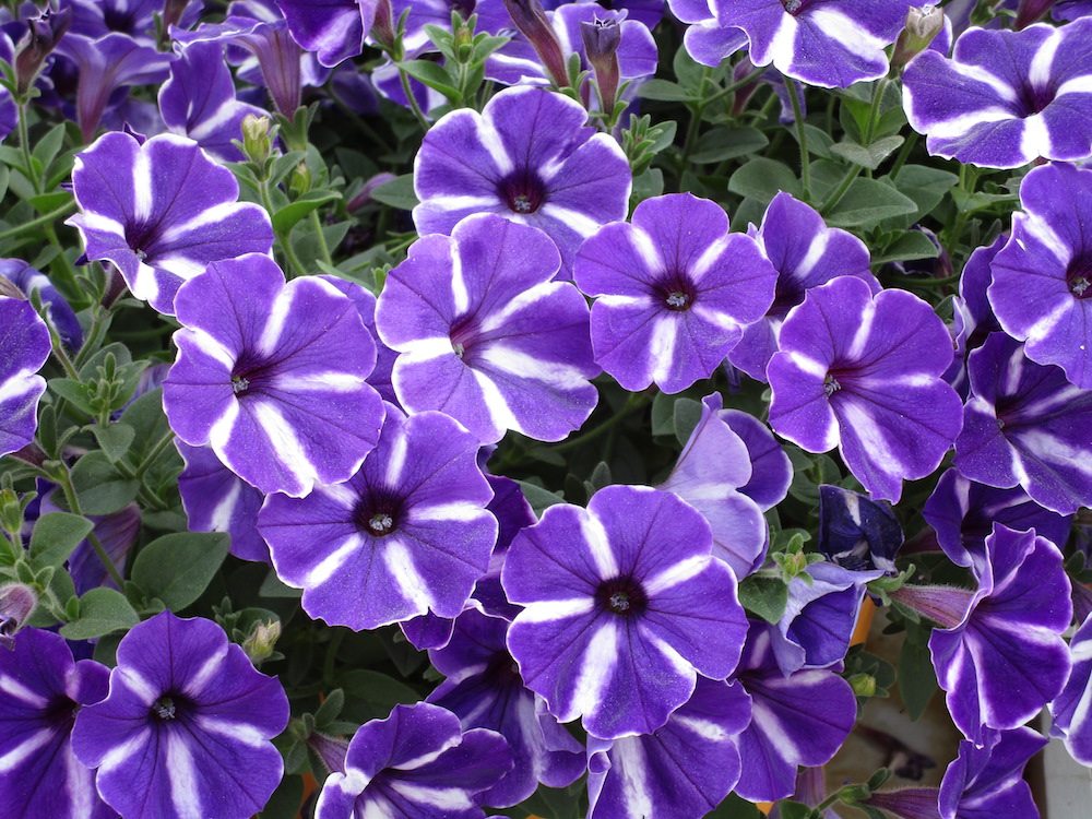 Петуния Cascadias Purple Gem