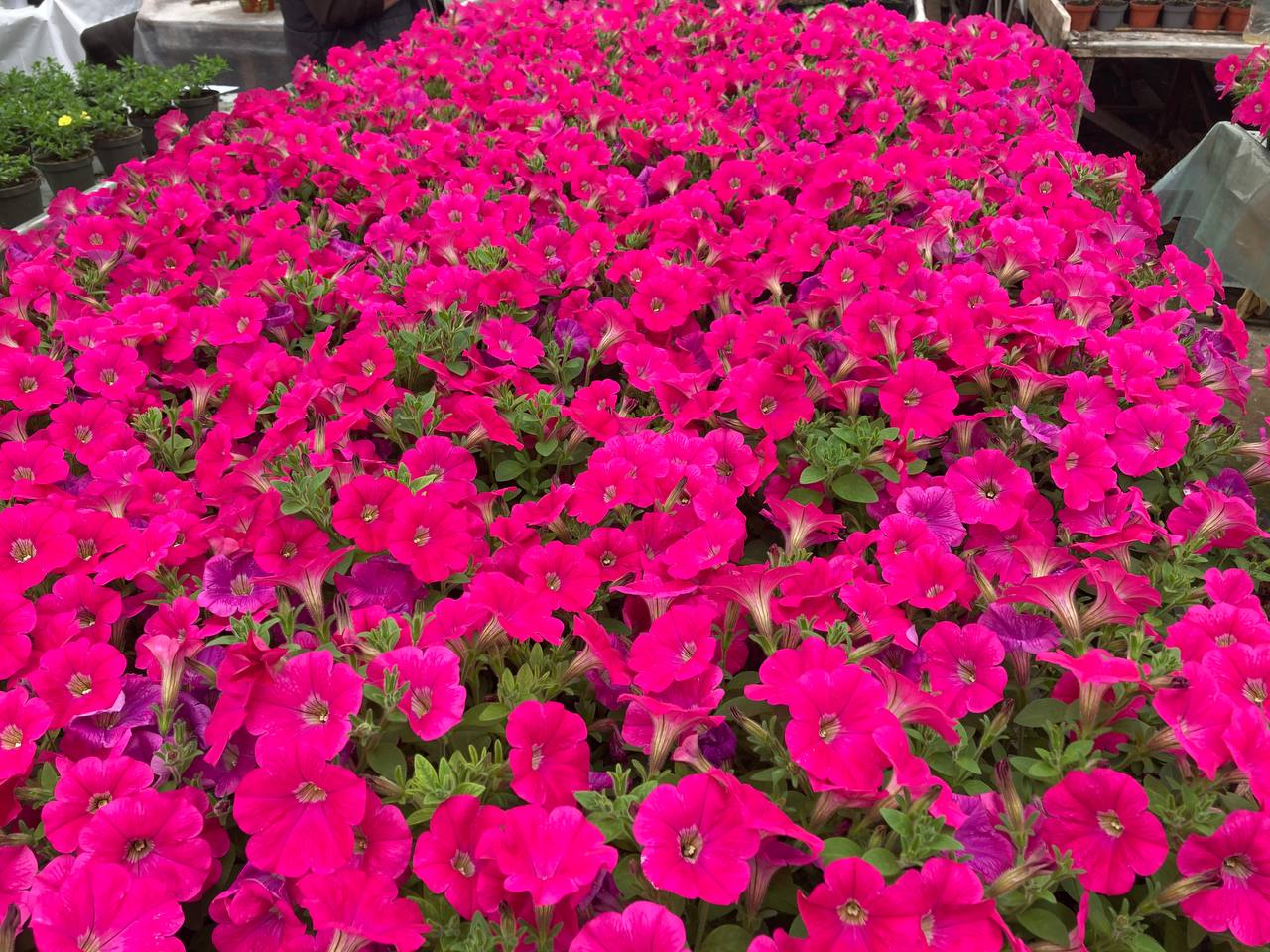Петуния Capella Neon Pink