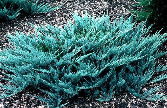 Можжевельник горизонтальный «Blue Chip»